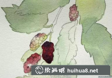 水彩畫桑葚