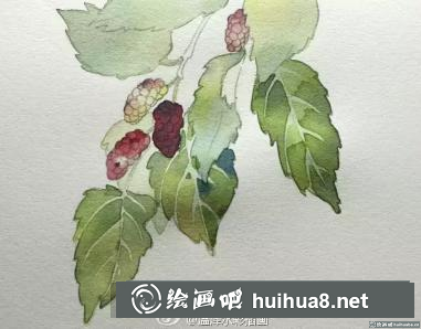 水彩畫桑葚