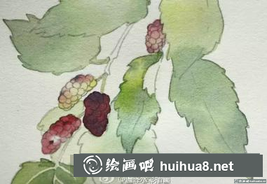 水彩畫桑葚