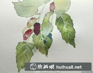 水彩畫桑葚