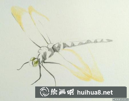 彩鉛畫蜻蜓 彩鉛畫蜻蜓