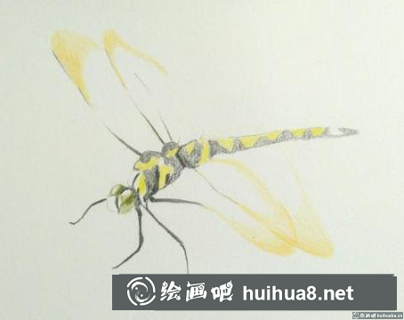 彩鉛畫蜻蜓 彩鉛畫蜻蜓