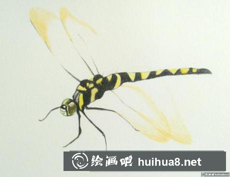 彩鉛畫蜻蜓 彩鉛畫蜻蜓