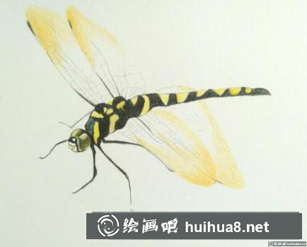 彩鉛畫蜻蜓 彩鉛畫蜻蜓