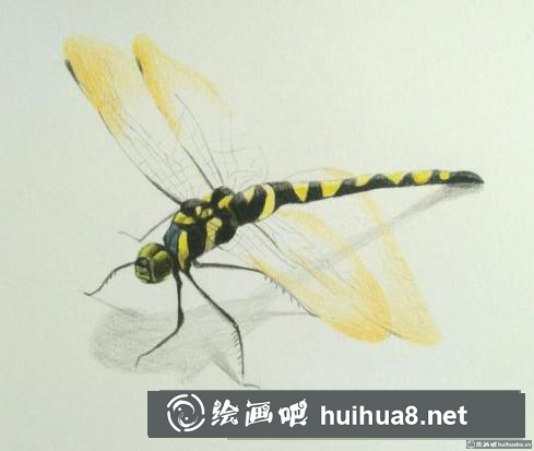 彩鉛畫蜻蜓 彩鉛畫蜻蜓