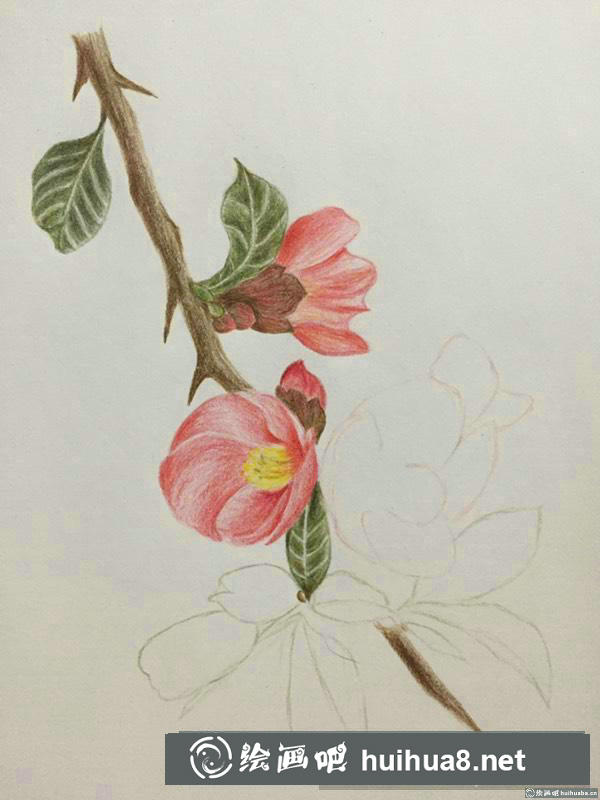 貼梗海棠彩鉛畫