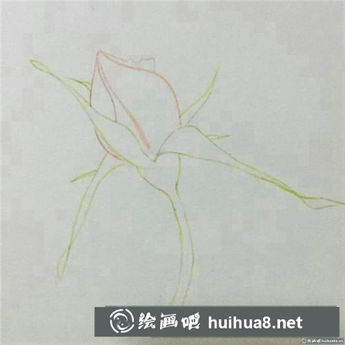 月季花苞彩鉛畫