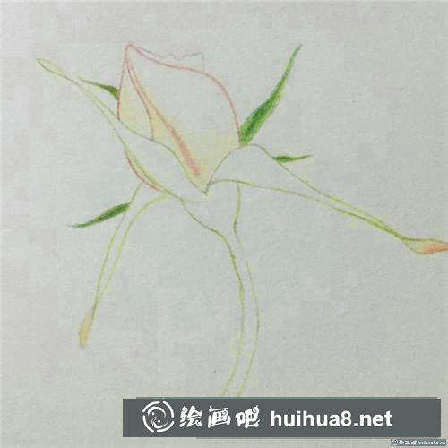 月季花苞彩鉛畫