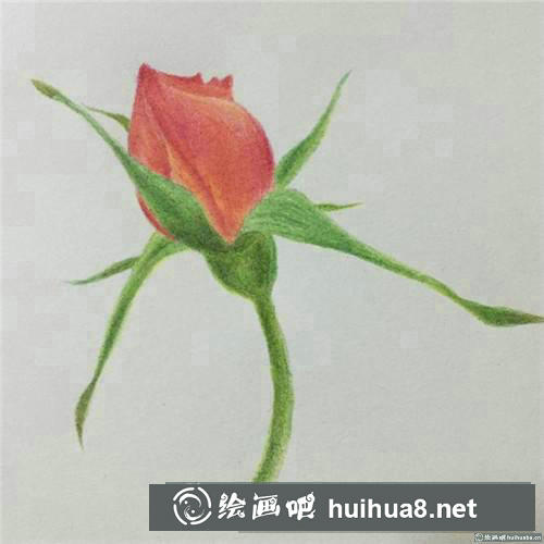 月季花苞彩鉛畫