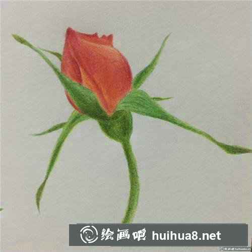 月季花苞彩鉛畫