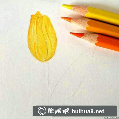 一支郁金香彩鉛畫