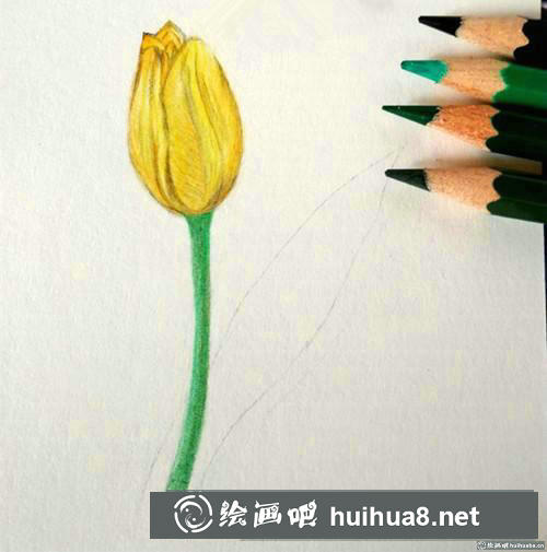 一支郁金香彩鉛畫