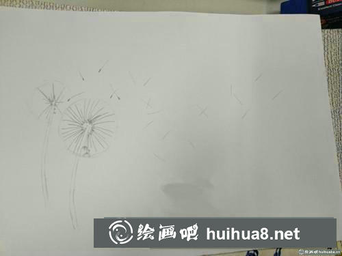 蒲公英插畫