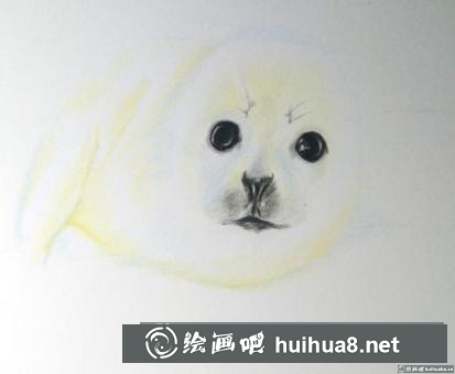 彩鉛畫小海豹