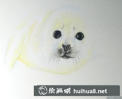 彩鉛畫小海豹