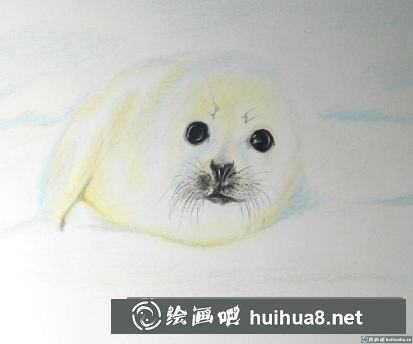 彩鉛畫小海豹