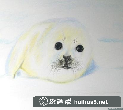 彩鉛畫小海豹