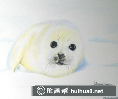 彩鉛畫小海豹