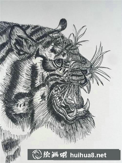 老虎插畫