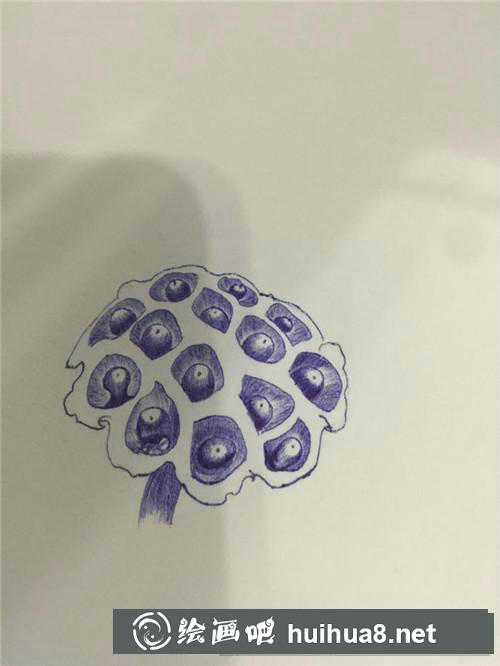 蓮蓬圓珠筆畫