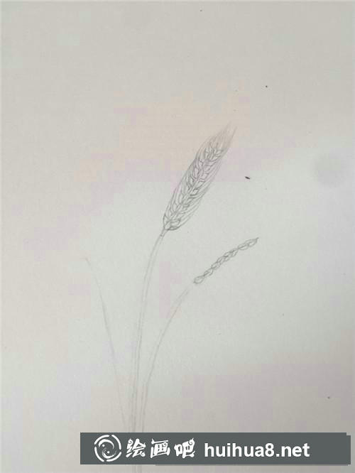 麥穗插畫 麥穗插畫