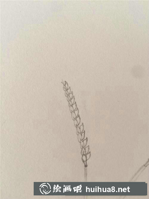 麥穗插畫 麥穗插畫