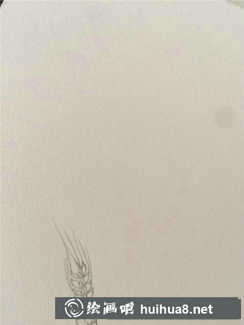 麥穗插畫 麥穗插畫