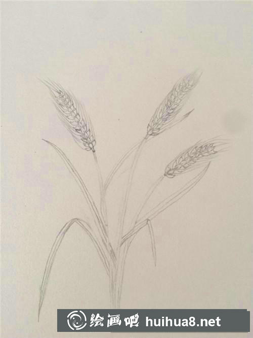 麥穗插畫 麥穗插畫