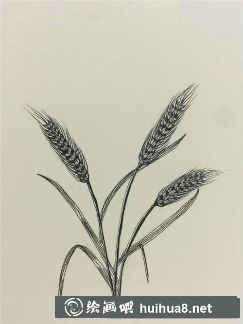 麥穗插畫 麥穗插畫