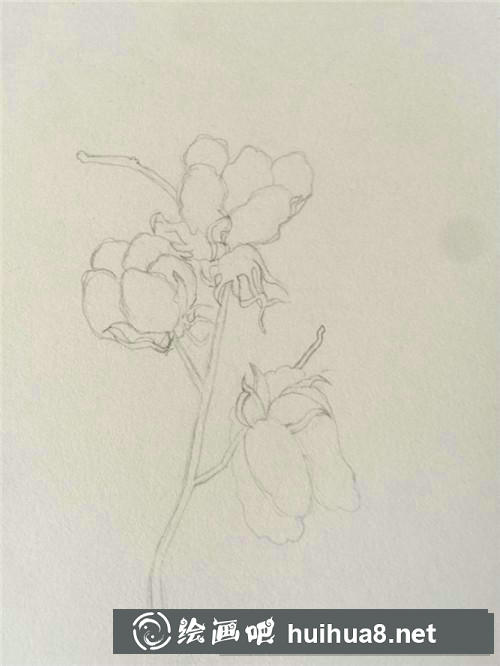 棉花插畫