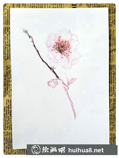 櫻花彩鉛