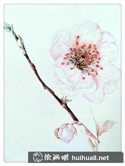 櫻花彩鉛