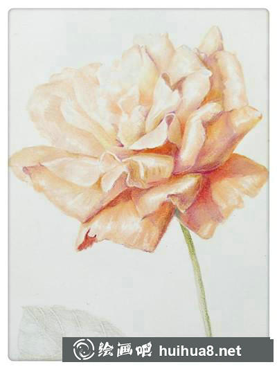 月季花彩鉛