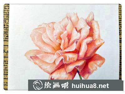 月季花彩鉛