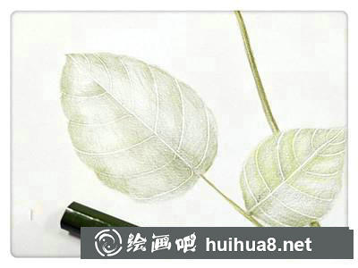 月季花彩鉛