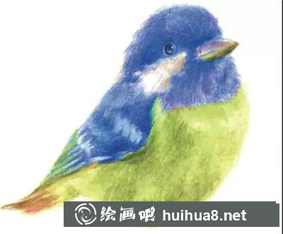 山雀彩鉛