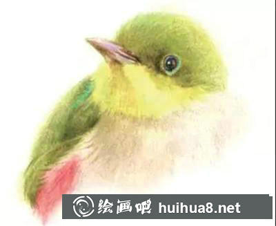 山雀彩鉛