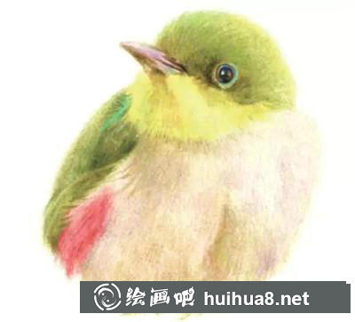 山雀彩鉛