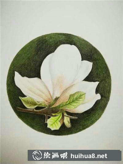玉蘭花彩鉛