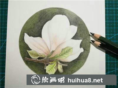 玉蘭花彩鉛
