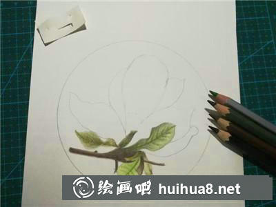 玉蘭花彩鉛