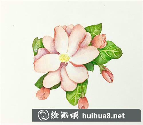 西府海棠水彩畫