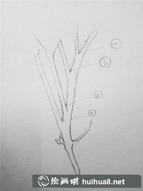冬青插畫