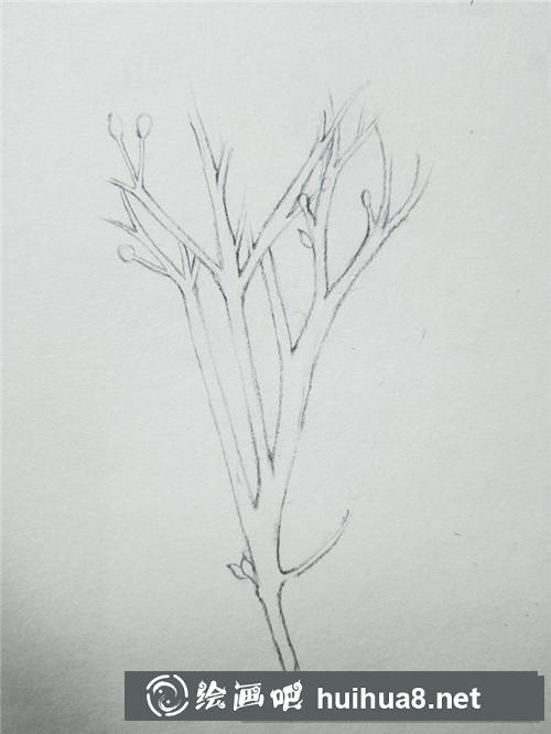 冬青插畫