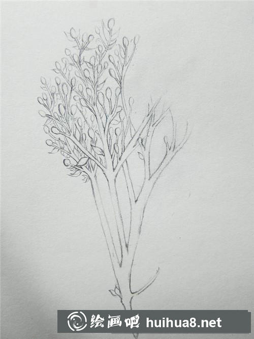 冬青插畫
