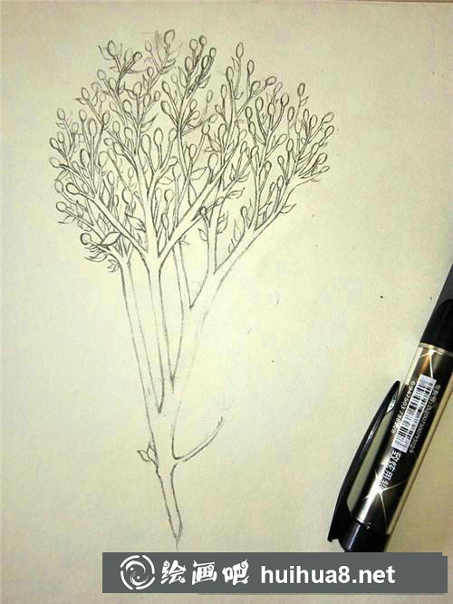 冬青插畫