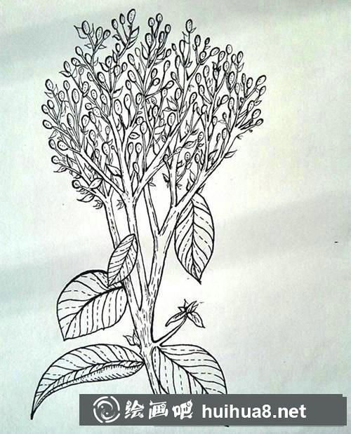 冬青插畫