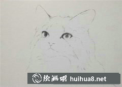 挪威森林貓水彩畫教學(xué)指南