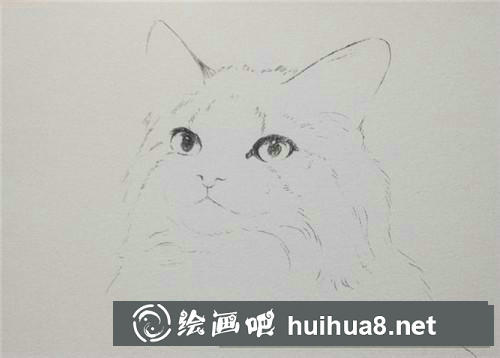 挪威森林貓水彩畫