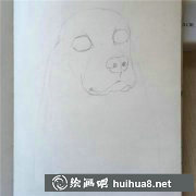 素描狗狗入門教程